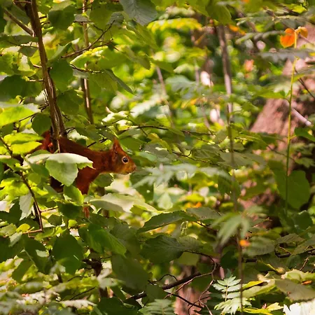 Cozy In Дом отдыха Пюттен